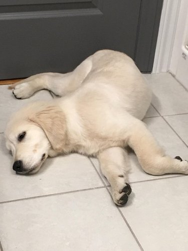 Labrador puppy in a twisted position