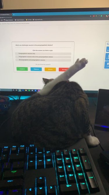 cat licks herself on keyboard