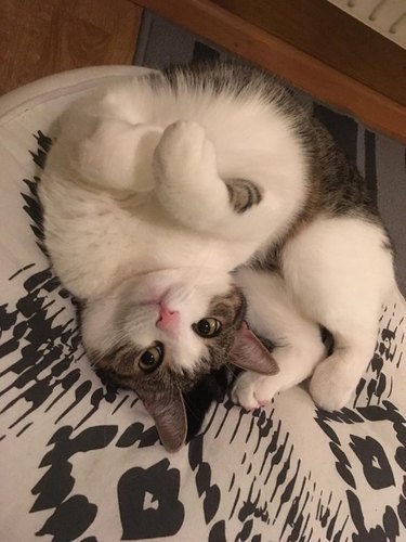 Cat curled up in a ball