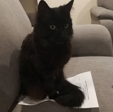 cat sits on meeting minutes
