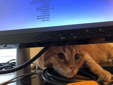 cat sneaking under computer monitor