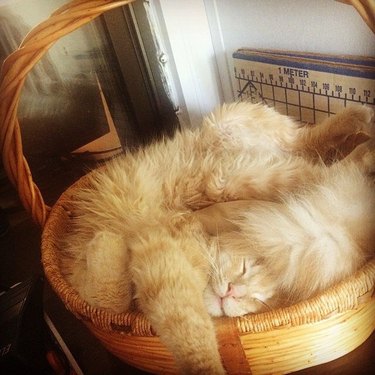 Cat curled up in a basket.