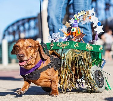 136 Cajun names for dogs