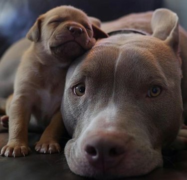 Sleeping puppy leaning against dog