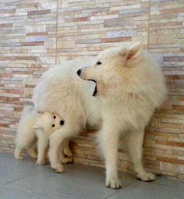 Puppy biting dog's back leg