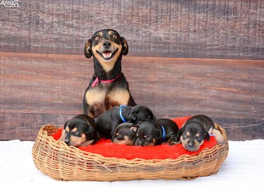 Dog with puppies.