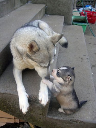 Puppy looking at adult dog