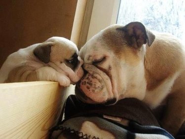 Dog and puppy bumping heads.