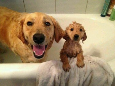 Dog with puppy in bath