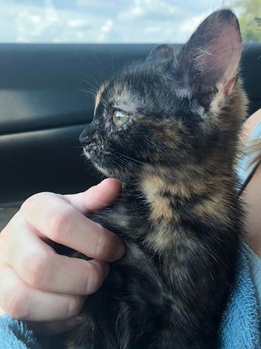 Tortoiseshell kitten in a car