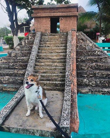 dog in Mexico