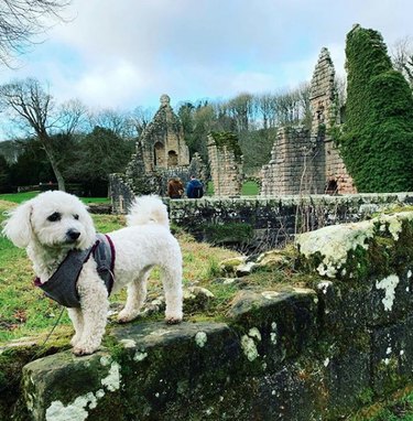 dog standing by ruins