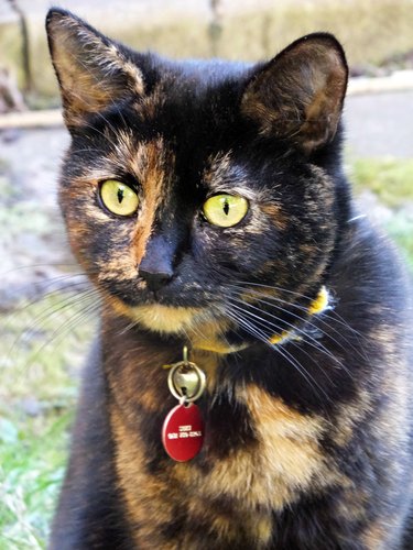 Tortoiseshell cat