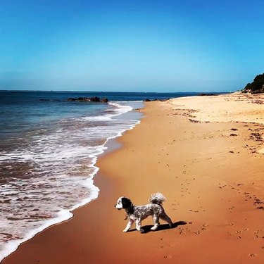 dog frolicking on empty beach