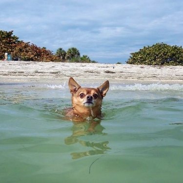 dog swimming in the ocean
