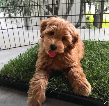 dog on DoggieLawn dog grass