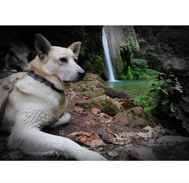 dog sitting by waterfall