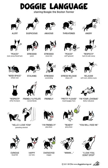 dog body language chart