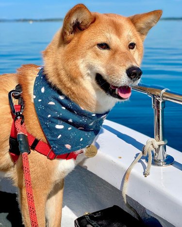 dog on yacht