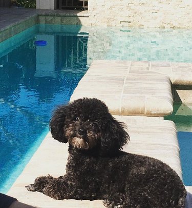 dog lounging by pool