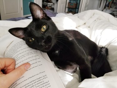 A black cat is leaning on an open book.