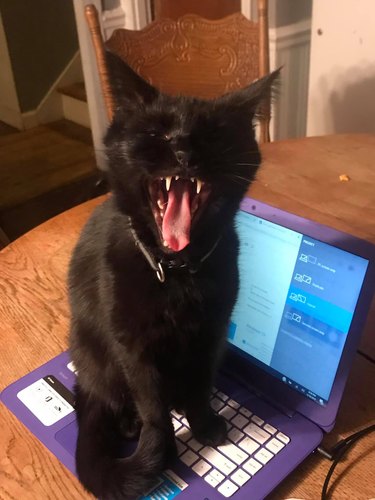 A black cat is yawning and closing ther eyes while sitting on a laptop.