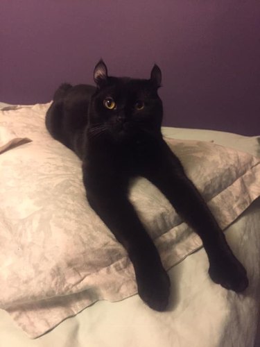 Black cat on a bed, their front legs look elongated from the photo angle.