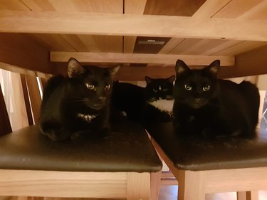 Two black cats sitting on two chairs tucked under a dining table.