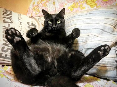 20 Photos That Prove Black Cats Are High-Key Magic