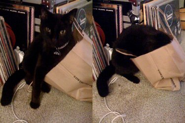 Two photos of a black cat sitting inside a paper bag.