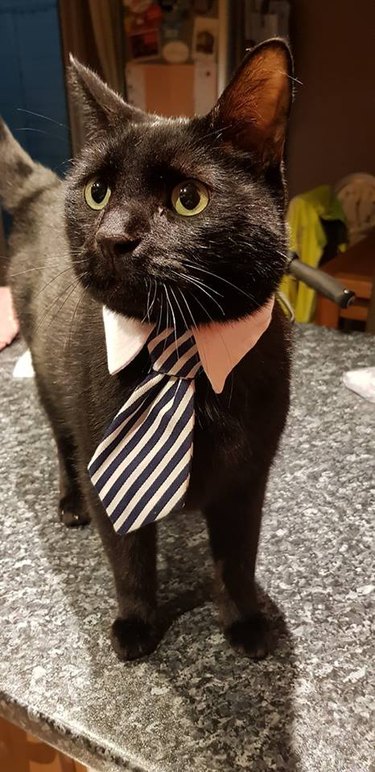 Black cat wearing a striped black and white tie.