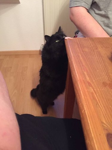 Black cat reaching up towards a dining table.