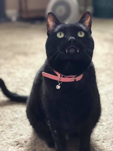 Black cat with yellow eyes, pink collar with bell, and "fangs".