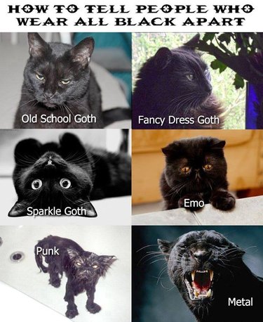 Black cats with text: "How to tell people who wear all black apart: old school goth, fancy dress goth, sparkle goth, emo, punk, and metal.