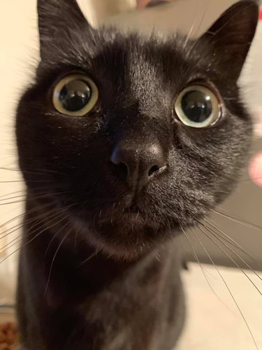 Closeup of a black cat with big, wide eyes.