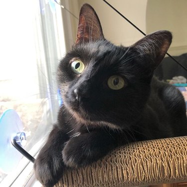 A black cat is looking sweetly beyond the camera.