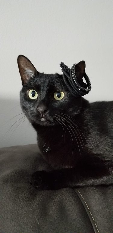 Black cat "wearing" several hair ties on their left ear, and looking confused.