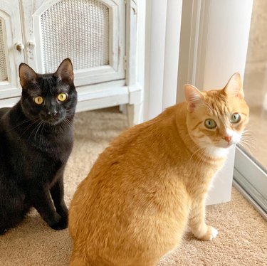 A black cat and an orange cat are sitting together at home.