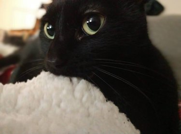 Closeup of black cat with big yellow eyes chewing on a white blanket.