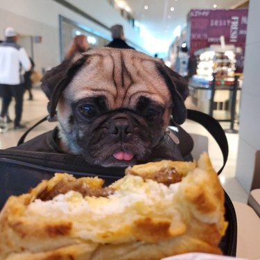 A pug dog is looking at food with their tongue sticking out.