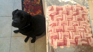 Dog looking at bacon latticework