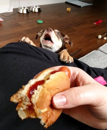 A dog looking at a hot dog and lunging towards it.