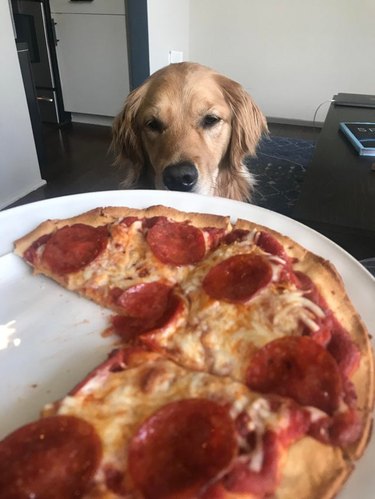 Dog looking at pepperoni pizza