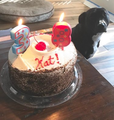 A dog is looking at a birthday cake with candles.