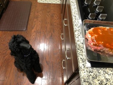 Dog looking at raw meatloaf