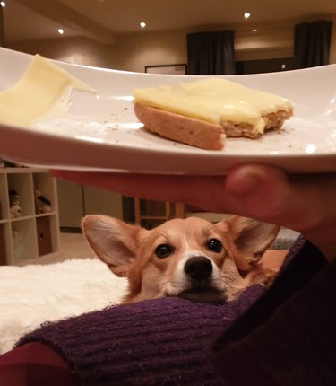 A dog is looking at a piece of cheese toast.