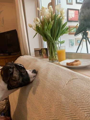 A dog is leaning their mouth on the back of a couch, while looking at a piece of toast on a plate that is resting on a windowsill.