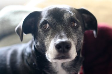 black dog giving "whale eye" showing whites of his eyes