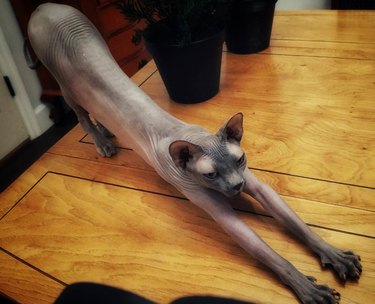 Sphynx cat stretching