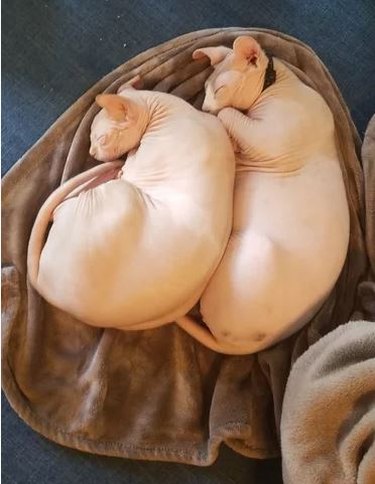 Sphyx cats cuddling